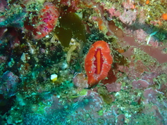 Monomyces rubrum