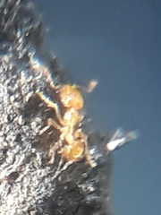 Monomorium atomum