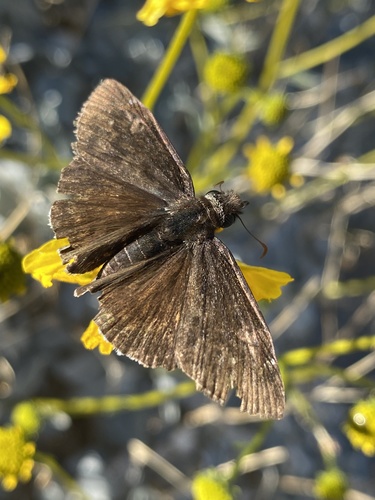 iNaturalist observation photo of Funereal Duskywing