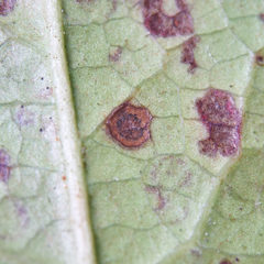 Mycosphaerella chimaphilae