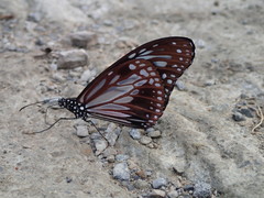 Parantica
