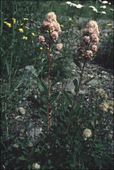 Spiraea × pyramidata