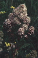 Spiraea × pyramidata