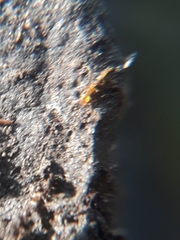 Monomorium atomum
