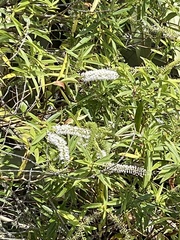 Veronica stricta stricta
