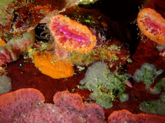 Monomyces rubrum