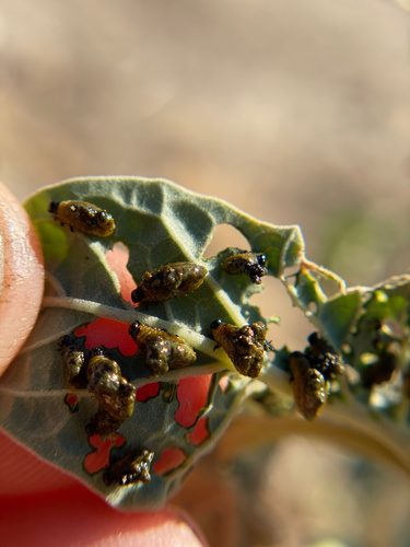 iNaturalist observation photo of Three-lined Potato Beetle