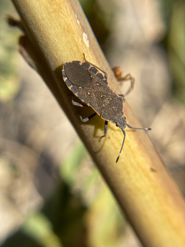 iNaturalist observation photo of Catorhintha apicalis
