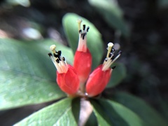 Rhododendron spinuliferum