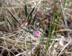 Andromeda polifolia glaucophylla