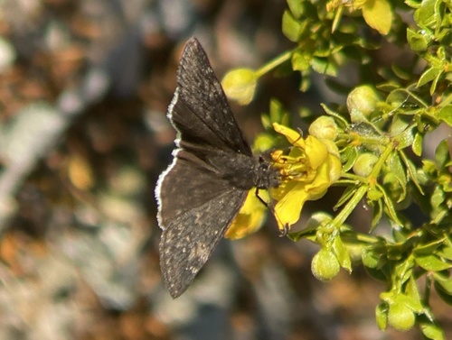 iNaturalist observation photo of Funereal Duskywing