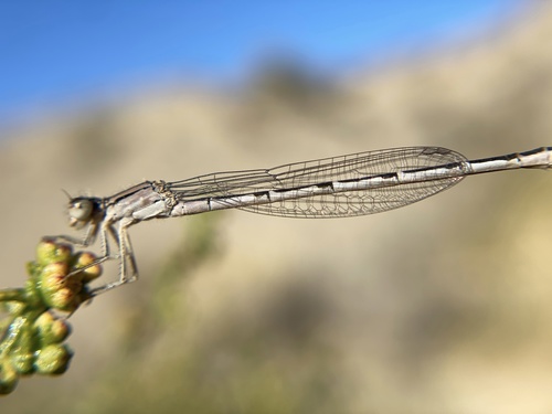 iNaturalist observation photo of Familiar Bluet