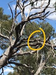 Nycticorax caledonicus
