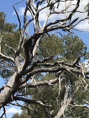 Nycticorax caledonicus