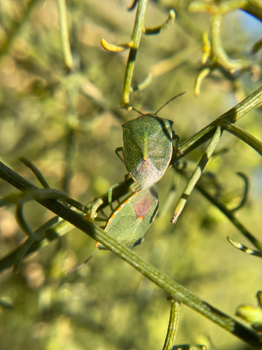 iNaturalist observation photo of Thyanta