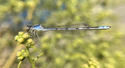 iNaturalist observation photo of Familiar Bluet