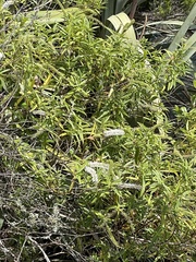 Veronica stricta stricta