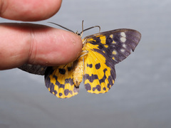 Dysphania bivexillata