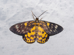 Dysphania bivexillata