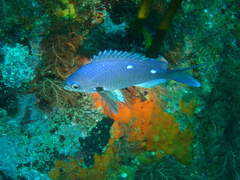 Chromis dispila