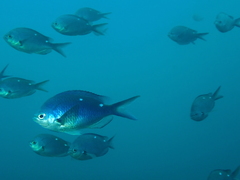 Chromis dispila