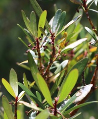 Tasmannia xerophila