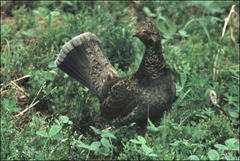 Dendragapus obscurus