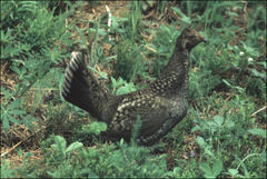 Dendragapus obscurus