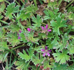 Geranium antrorsum