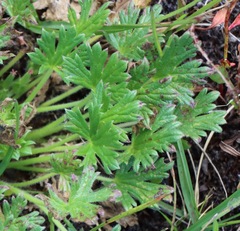 Geranium antrorsum