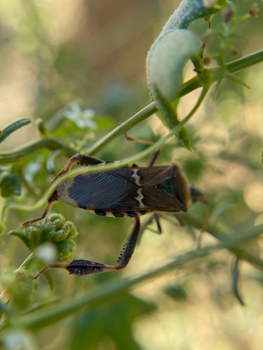 iNaturalist observation photo of Western Leaf-footed Bug