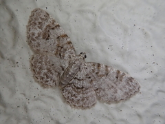 Myrioblephara nanaria