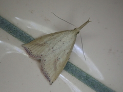 Hypenomorpha calamina