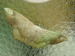 Peratostega deletaria