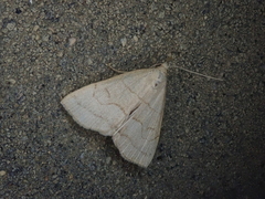 Herminia arenosa