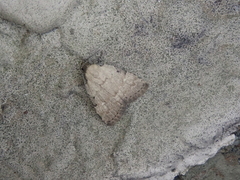 Mimachrostia fasciata