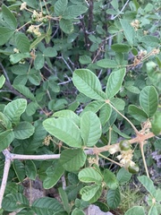 Vitex patula