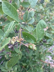Vitex patula