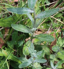 Senecio gunnii
