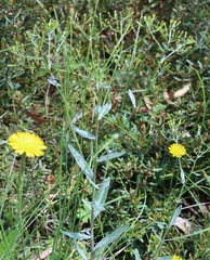 Senecio gunnii