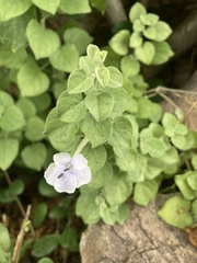Barleria heterotricha