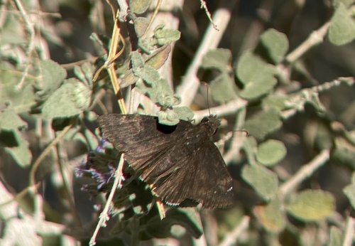 iNaturalist observation photo of Funereal Duskywing