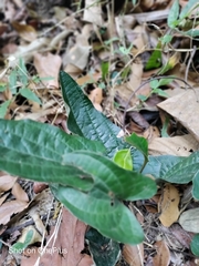 Trichopus zeylanicus