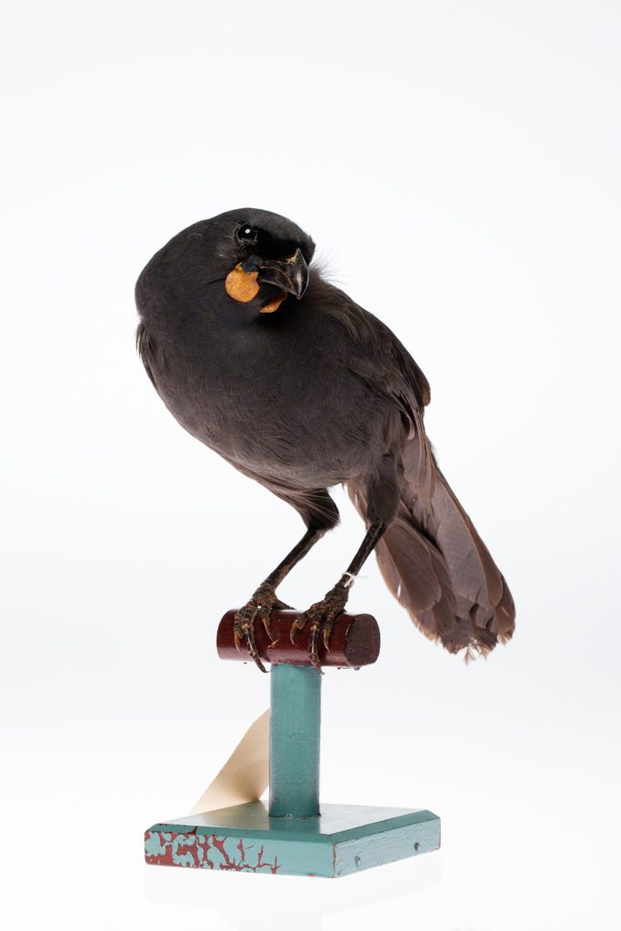 South Island Kokako