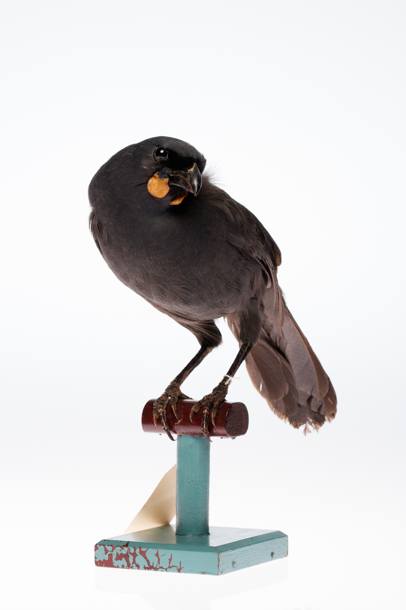 South Island Kokako illustration