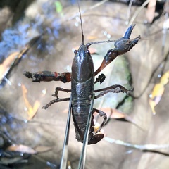 Euastacus woiwuru