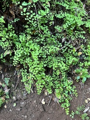 Adiantum jordanii image