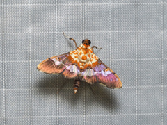 Aetholix flavibasalis