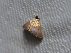 Agrotera basinotata