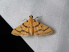 Dichocrocis